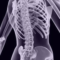 picture of model of a spine